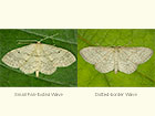  70.013 Small Fan-footed Wave and Dotted-border Wave Copyright Martin Evans 