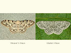  70.014 Weaver's Wave and Mullein Wave Copyright Martin Evans 