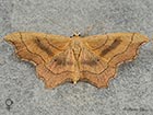  70.015 Small Scallop Copyright Martin Evans 