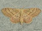  70.016 Riband Wave Copyright Martin Evans 