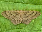  70.016 Riband Wave Copyright Martin Evans 