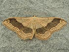  70.016 Riband Wave banded form Copyright Martin Evans 