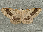  70.016 Riband Wave banded form Copyright Martin Evans 
