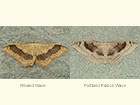  70.016 Riband Wave and Portland Wave Copyright Martin Evans 