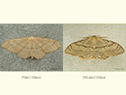  70.018 Plain Wave and Riband Wave Copyright Martin Evans 