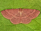  70.022 Tawny Wave Copyright Martin Evans 