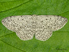  70.023 Mullein Wave Copyright Martin Evans 