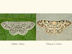  70.023 Mullein Wave and Weaver's Wave Copyright Martin Evans 