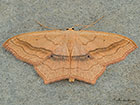  70.024 Small Blood-vein Copyright Martin Evans 