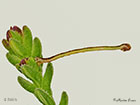  70.026 Smoky Wave larva 4.5mm Copyright Martin Evans 