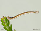  70.026 Smoky Wave larva 6mm Copyright Martin Evans 