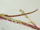  70.026 Smoky Wave larva 16mm Copyright Martin Evans 