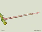  70.026 Smoky Wave larva 16mm Copyright Martin Evans 