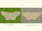  70.027 Cream Wave and Lesser Cream Wave Copyright Martin Evans 