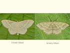  70.027 Cream Wave and Smoky Wave Copyright Martin Evans 