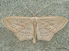  70.028 Rosy Wave Copyright Martin Evans 