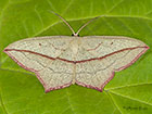  70.029 Blood-vein Copyright Martin Evans 