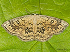  70.031 Mocha Copyright Martin Evans 