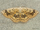  70.031 Mocha Copyright Martin Evans 