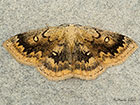  70.031 Mocha Copyright Martin Evans 