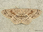  70.032 Birch Mocha Copyright Martin Evans 