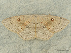  70.032 Birch Mocha Copyright Martin Evans 