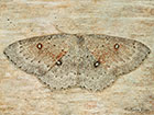 70.032 Birch Mocha Copyright Martin Evans 