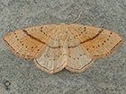  70.036 Maidens Blush female Copyright Martin Evans 