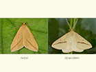  Vestal female straw form and Straw Belle Copyright Martin Evans 