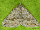  70.043 Chalk Carpet Copyright Martin Evans 