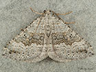  70.043 Chalk Carpet Copyright Martin Evans 