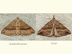 70.045 Shaded Broad-bar and Snout Copyright Martin Evans 