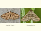  70.046 Oblique Carpet and Oblique Striped Copyright Martin Evans 