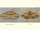  70.046 Oblique Carpet and Gem Copyright Martin Evans 