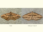  70.047 Gem and Oblique Carpet Copyright Martin Evans 