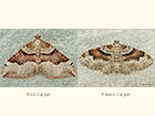  70.048 Red Carpet and Flame Carpet Copyright Martin Evans 