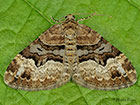  70.050 Balsam Carpet Copyright Martin Evans 