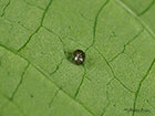  70.050 Balsam Carpet Copyright ovum Martin Evans 