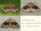  70.050 Balsam Carpet, Dark-barred Twin-spot Carpet and Large Twin-spot Carpet Copyright Martin Evans 