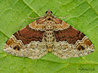  70.051 Red Twin-spot Carpet Copyright Martin Evans 