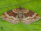  70.051 Red Twin-spot Carpet female Copyright Martin Evans 