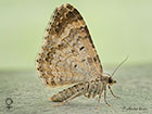  70.051 Red Twin-spot Carpet female underside Copyright Martin Evans 