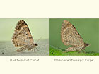  70.051 Red Twin-spot Carpet and Dark-barred Twin-spot Carpet Copyright Martin Evans 