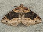  70.052 Dark-barred Twin-spot Carpet Copyright Martin Evans 