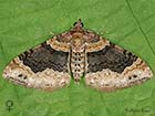  70.052 Dark-barred Twin-spot Carpet female Copyright Martin Evans 