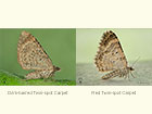 70.052 Dark-barred Twin-spot Carpet and Red Twin-spot Carpet undersides Copyright Martin Evans 