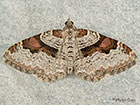  70.053 Flame Carpet Copyright Martin Evans 