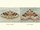  70.053 Flame Carpet and Red Carpet Copyright Martin Evans 