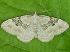  70.054 Silver-ground Carpet Copyright Martin Evans 