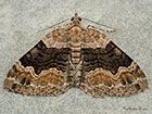  70.055 Large Twin-spot Carpet Copyright Martin Evans 